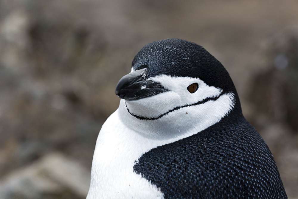 Close up portrait of a chinstrap penguin (Pygoscelis antarcticus), Half Moon Island, Antarctica, Polar Regions