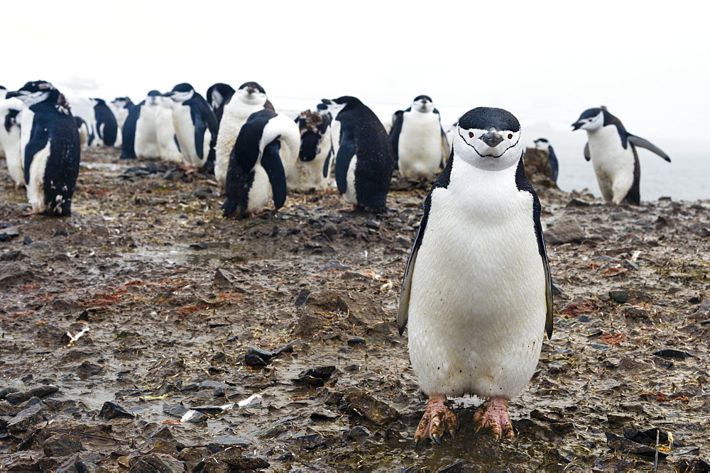 Portrait of a chinstrap penguin (Pygoscelis antarcticus), Half Moon Island, Antarctica, Polar Regions