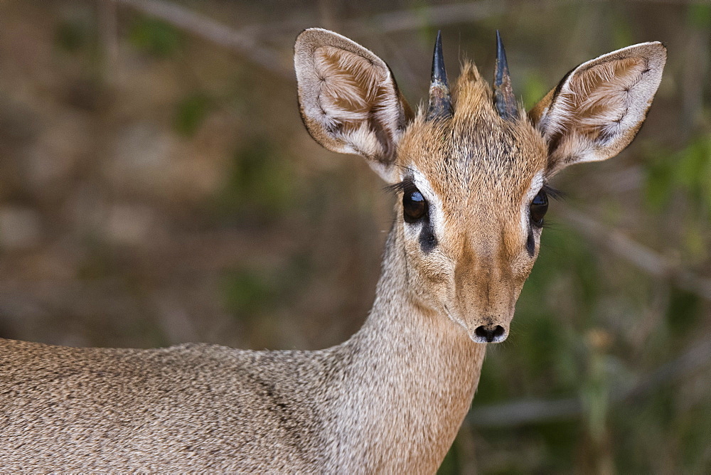 Portrait of a Kirk's dik-dik (Madoqua kirkii), Samburu, Kenya, East Africa, Africa