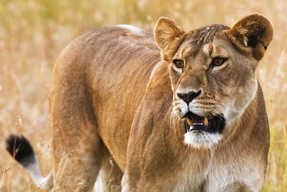 Portrait of a lioness (Panthera leo) in the savannah, Masai Mara, Kenya, East Africa, Africa