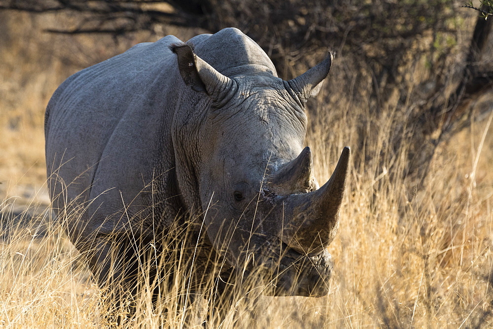 White rhinoceros (Ceratotherium simum) looking at the camera, Botswana, Africa