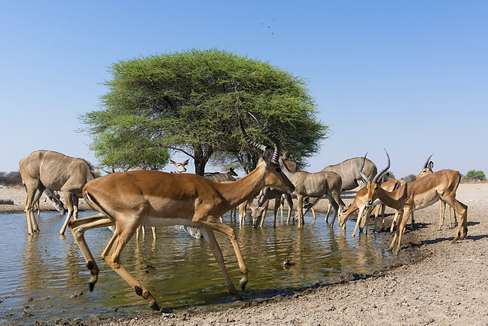 Remote camera image of greater kudus (Tragelaphus strepsiceros) and impalas (Aepyceros melampus) at waterhole, Botswana, Africa