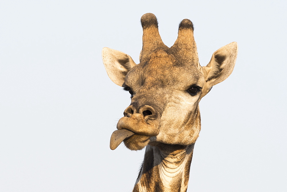 Portrait of a southern giraffe (Giraffa camelopardalis), Kalahari, Botswana, Africa