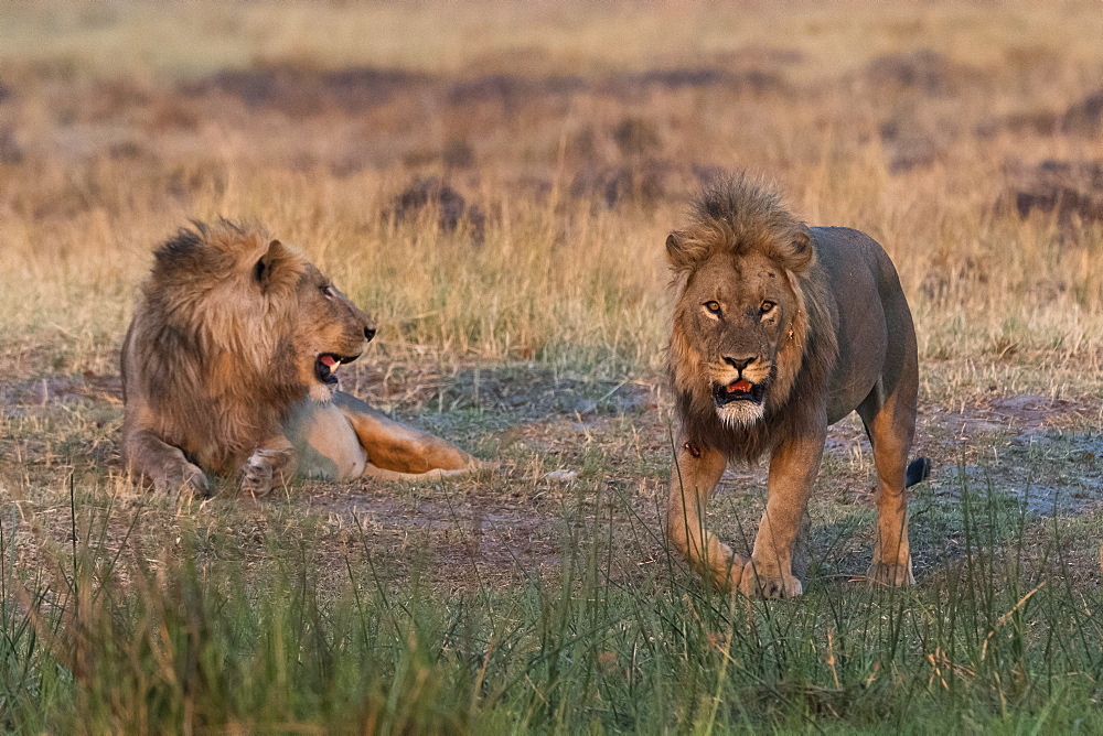 Two lions (Panthera leo) at sunset, Botswana, Africa