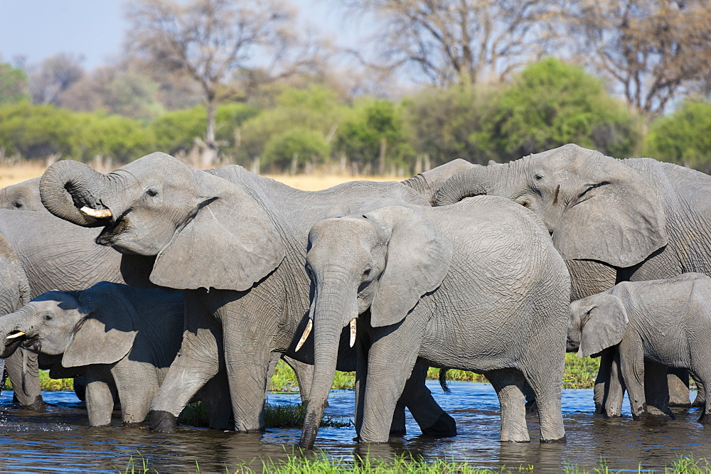 African elephants (Loxodonta africana) drinking in the River Khwai, Botswana, Africa