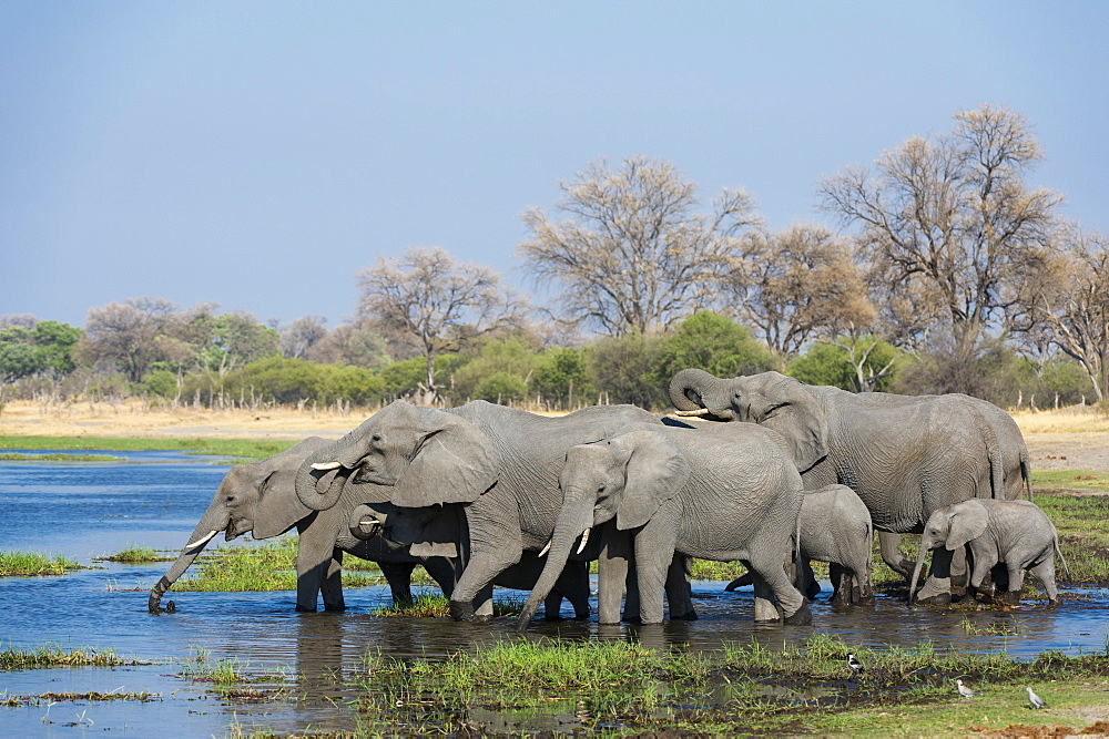 African elephants (Loxodonta africana) drinking in the River Khwai, Botswana, Africa