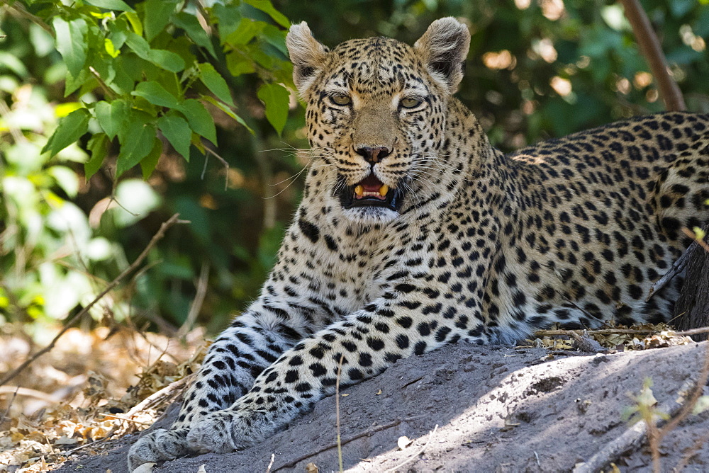 A leopard (Panthera pardus) resting in the shade, Botswana, Africa