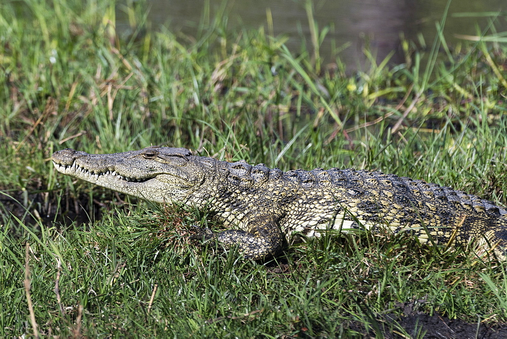 A Nile crocodile (Crocodylus niloticus), on Khwai River bank, Okavango Delta, Botswana, Africa