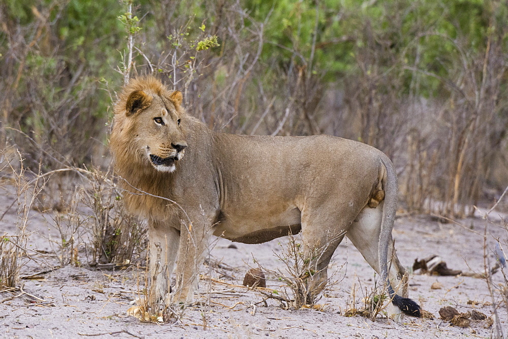 Portrait of a male lion (Panthera leo), Savuti, Chobe National Park, Botswana, Africa