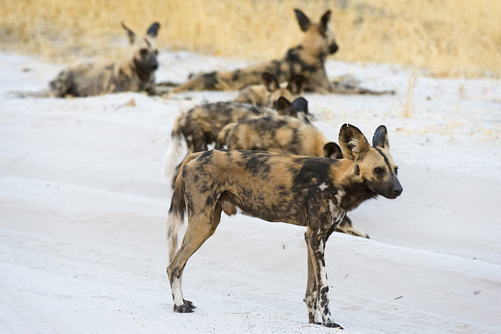 African wild dog (Lycaon pictus), Savuti, Chobe National Park, Botswana, Africa