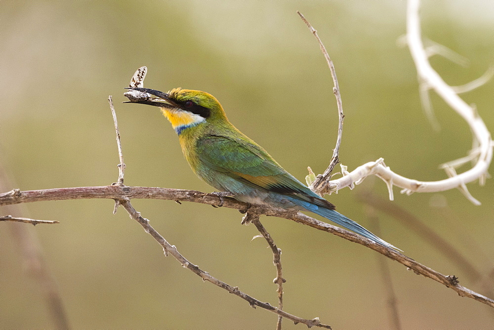 A little bee-eater (Merops pusillus) holding a cicada in its beack, Savuti, Chobe National Park, Botswana, Africa