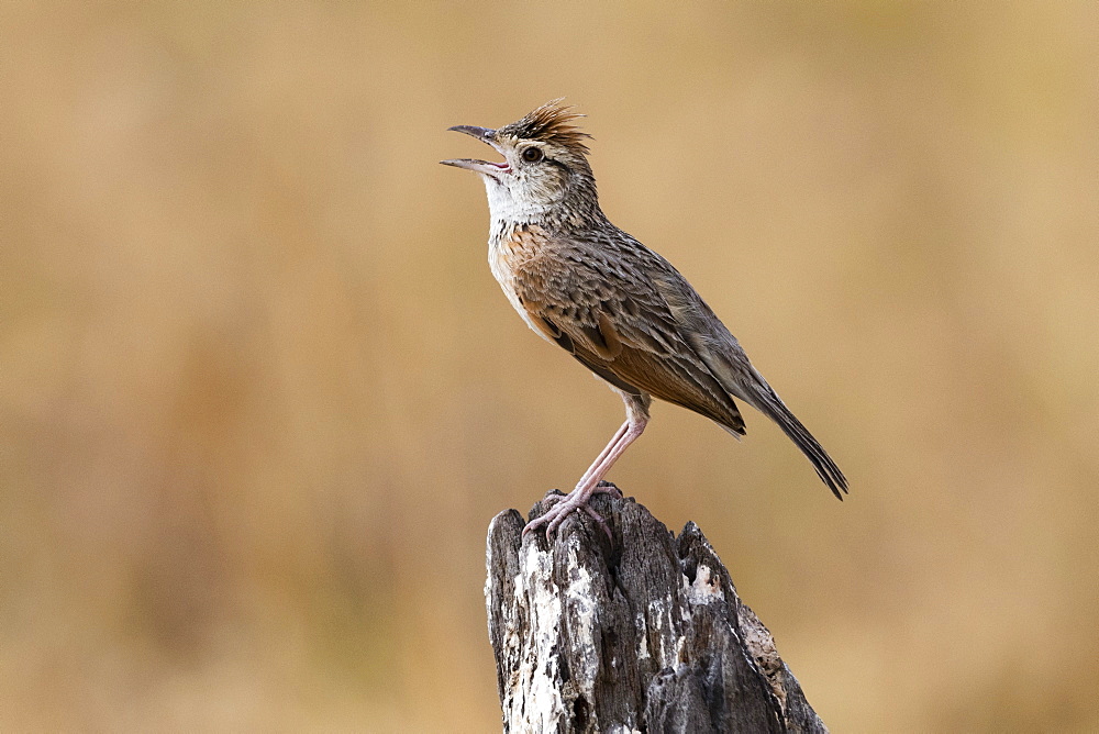 Rufous-naped lark (Mirafra africana), Savuti, Chobe National Park, Botswana, Africa