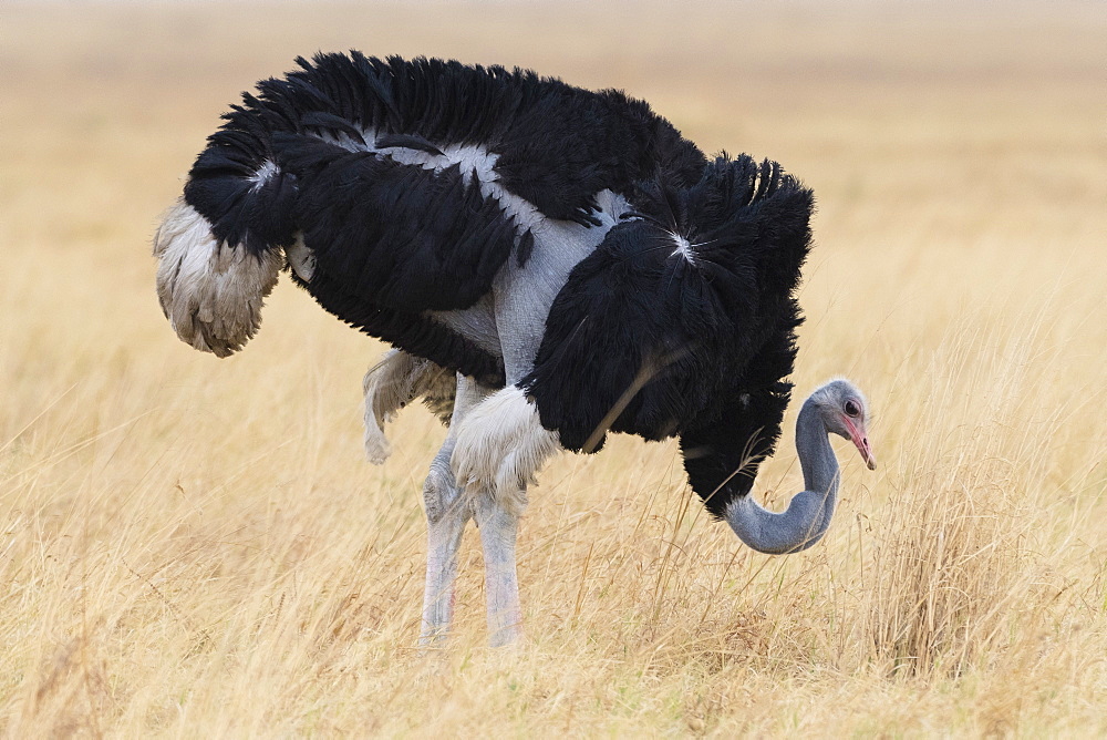 Ostrich (Struthio camelus) male, Savuti, Chobe National Park, Botswana, Africa