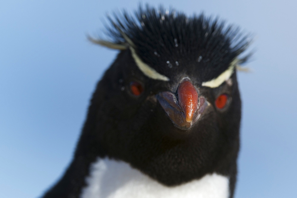 Close up portrait of a rockhopper penguin (Eudyptes chrysocome), Falkland Islands, South America