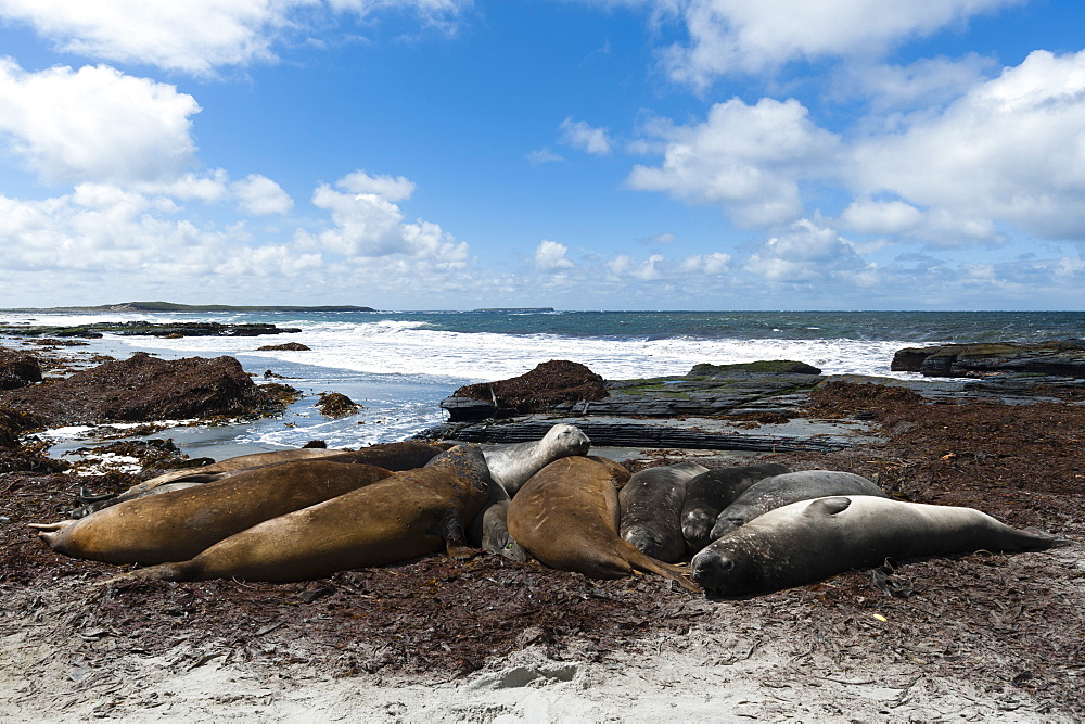 Southern elephant seals (Mirounga leonina) resting on a beach, Falkland Islands, South America