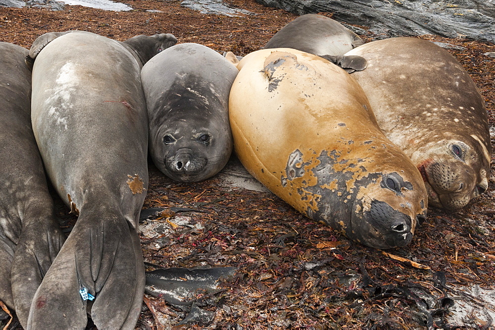 Southern elephant seals (Mirounga leonina) resting on a beach, Falkland Islands, South America