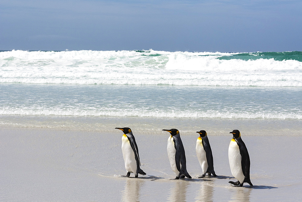 King penguin (Aptenodytes patagonica) on Volunteer Point beach, Falkland Islands, South America