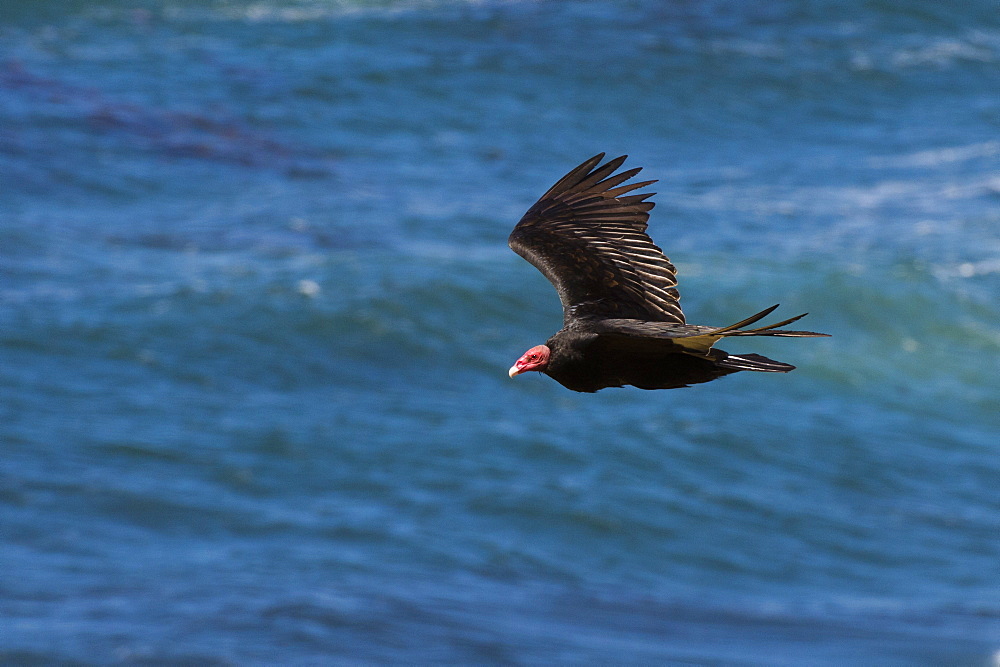 A turkey vulture (Cathartes aura) in flight, Falkland Islands, South America