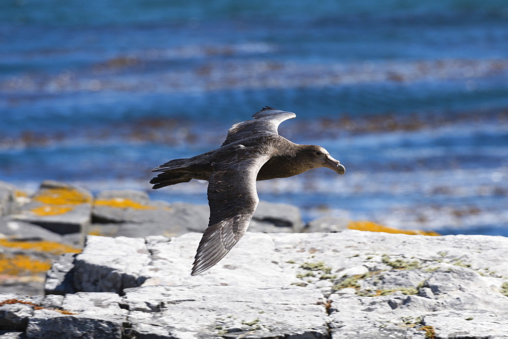 A southern giant petrel (Macronectes giganteus) in flight, Falkland Islands, South America