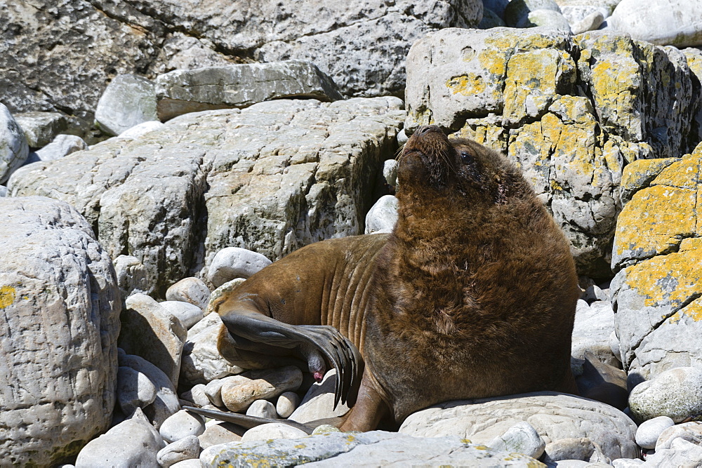 A male southern sea lion (Otaria flavescens), Falkland Islands, South America