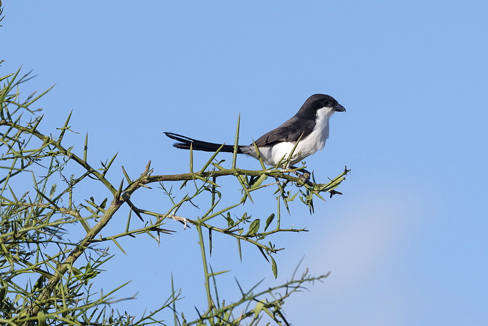 A long-tailed Fiscal (Lanius cabanisi), Tsavo, Kenya, East Africa, Africa