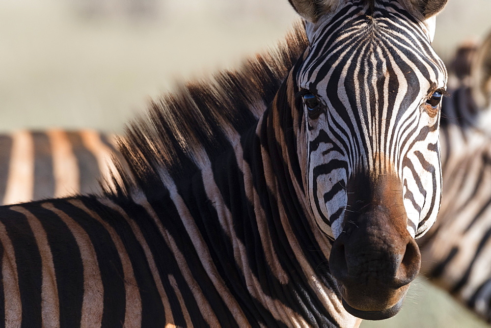 Portrait of a common zebra (Equus quagga) looking at the camera, Tsavo, Kenya, East Africa, Africa