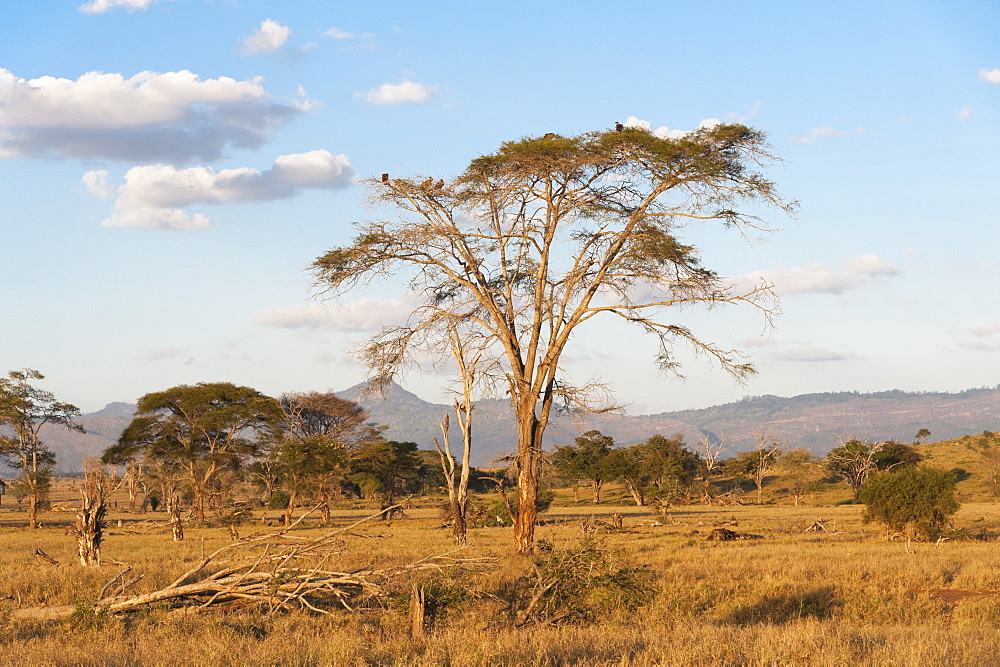 Trees in a plain in Tsavo, Tsavo, Kenya, East Africa, Africa