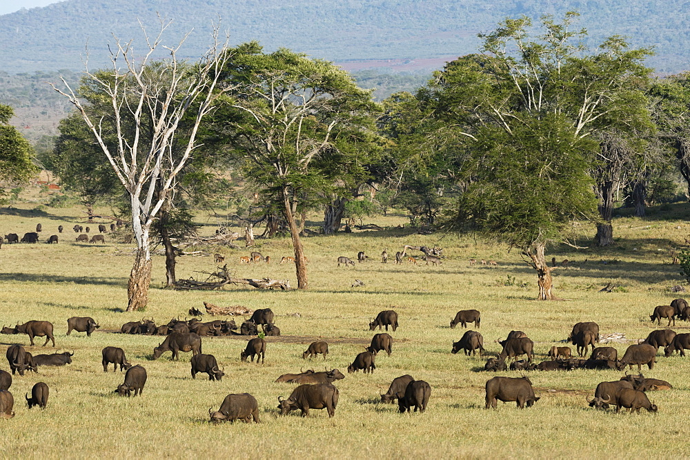 A herd of African buffalo (Syncerus caffer) grazing in a plain, Tsavo, Kenya, East Africa, Africa