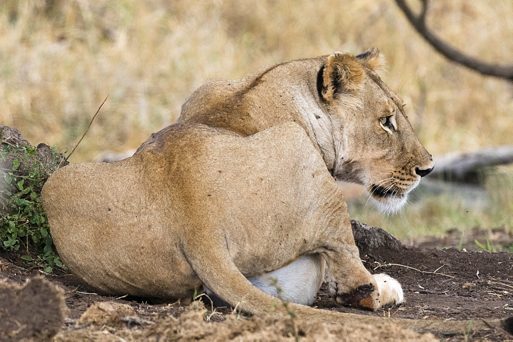 A lioness (Panthera leo) with full stomach after feeding, Tsavo, Kenya, East Africa, Africa