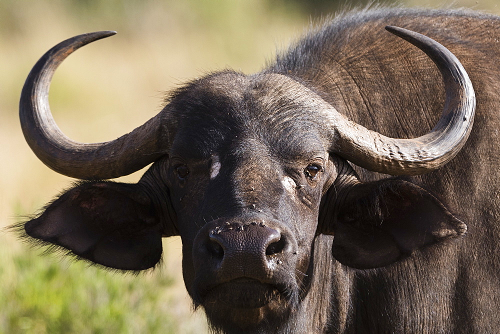 African buffalo (Syncerus caffer), Tsavo, Kenya, East Africa, Africa