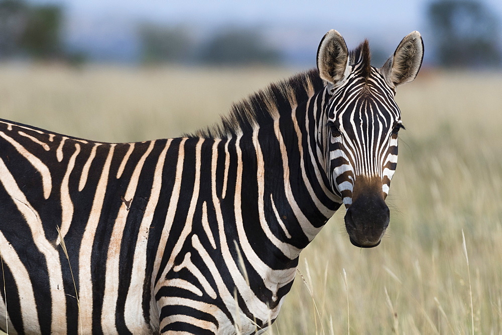 Portrait of a common zebra (Equus quagga) looking at the camera, Tsavo, Kenya, East Africa, Africa