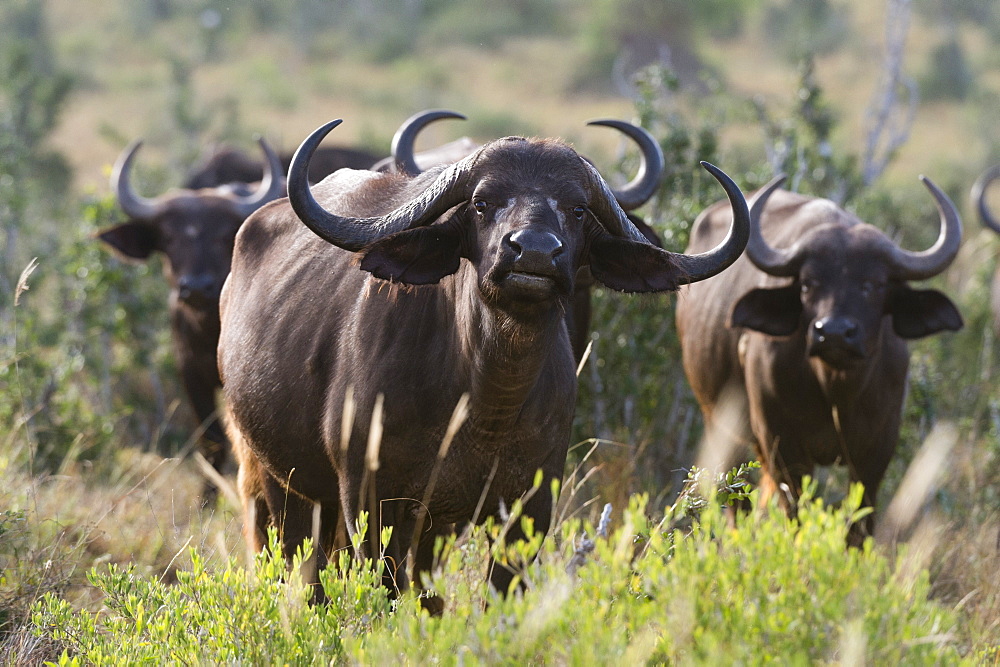 Portrait of an African buffalo (Syncerus caffer) looking at the camera, Tsavo, Kenya, East Africa, Africa