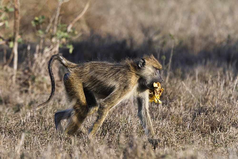 A yellow baboon (Papio hamadryas cynocephalus) walking with some food in its mouth, Tsavo, Kenya, East Africa, Africa