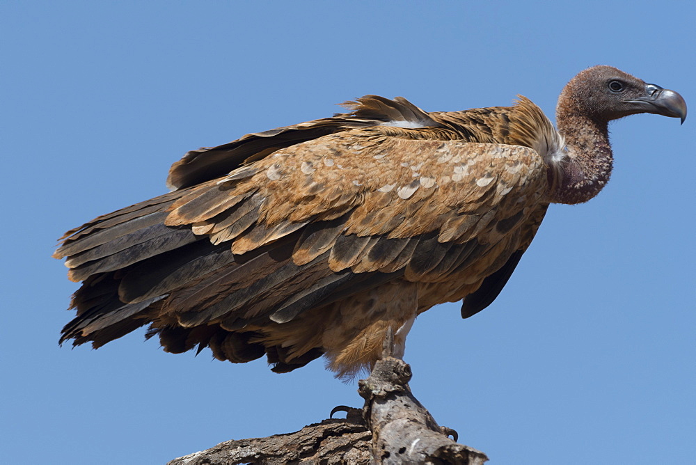 A white-backed vulture (Gyps africanus) on a tree top, Tsavo, Kenya, East Africa, Africa