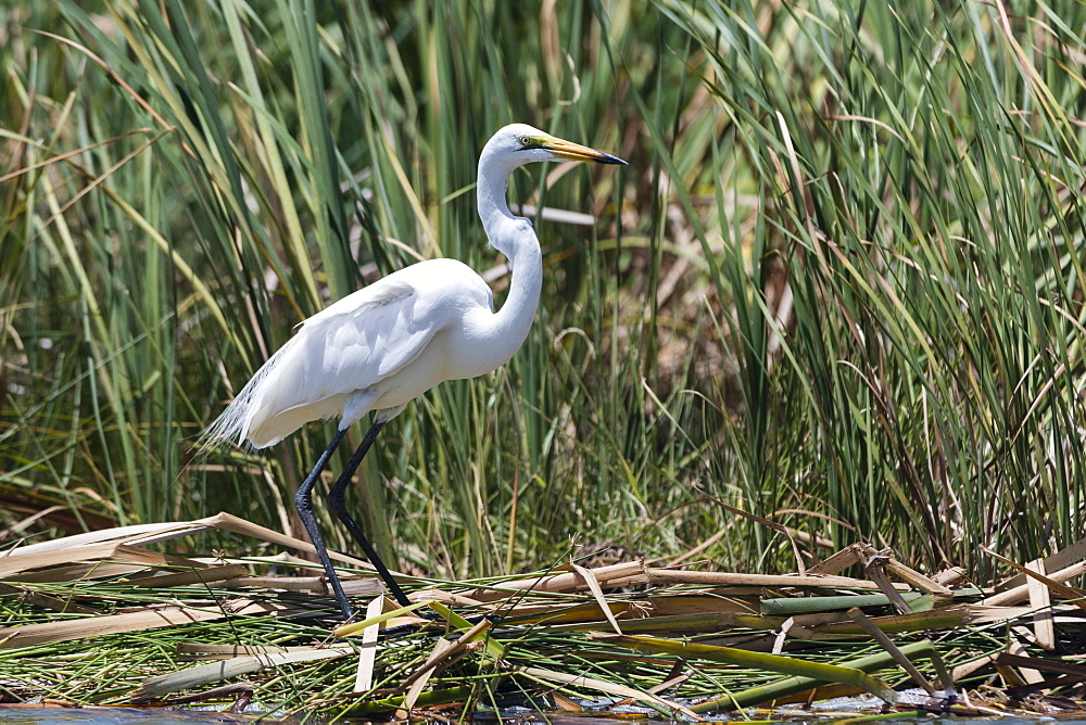 A great egret (Egretta alba) on a lake shore, Tsavo, Kenya, East Africa, Africa