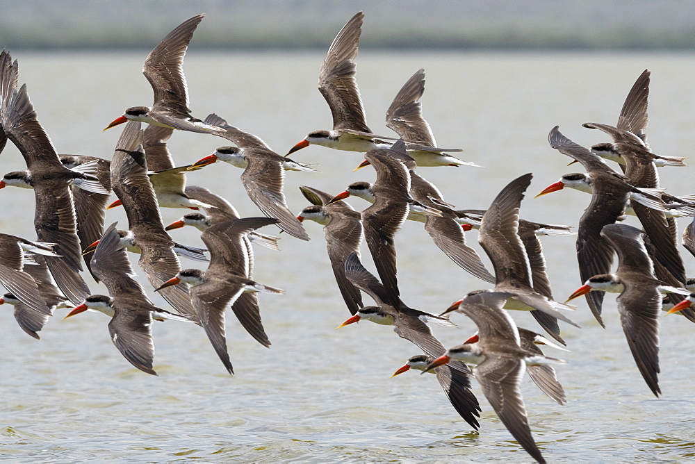 African skimmers (Rynchops flavirostris) in flight over Lake Gipe, Tsavo, Kenya, East Africa, Africa