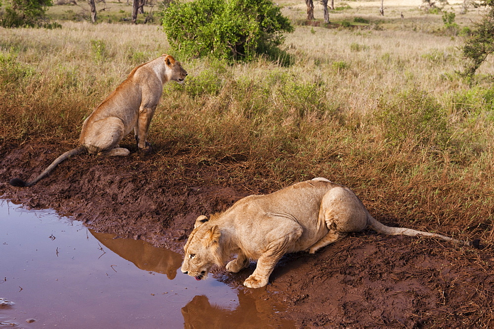 Two lions (Panthera leo) at a waterhole, one drinking, Tsavo, Kenya, East Africa, Africa