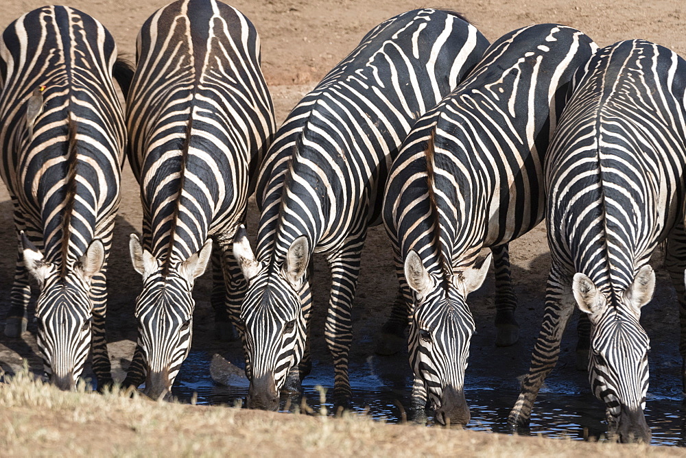 Common zebras (Equus quagga) drinking at a waterhole, Tsavo, Kenya, East Africa, Africa