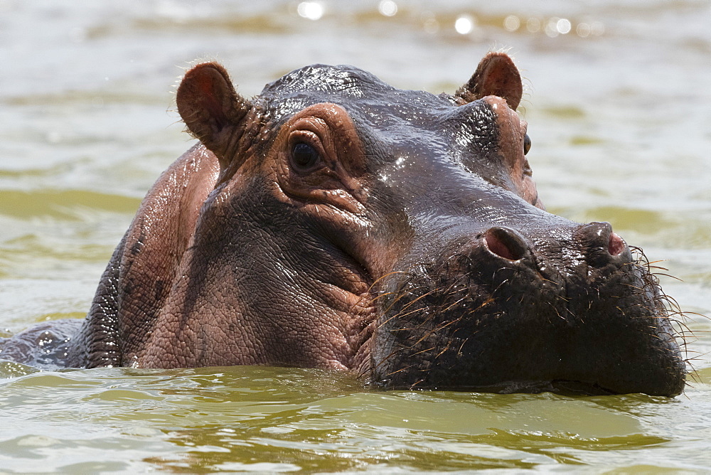 Close up of an hippopotamus (Hippopotamus amphibius) submerged in Lake Gipe and looking at the camera, Tsavo, Kenya, East Africa, Africa