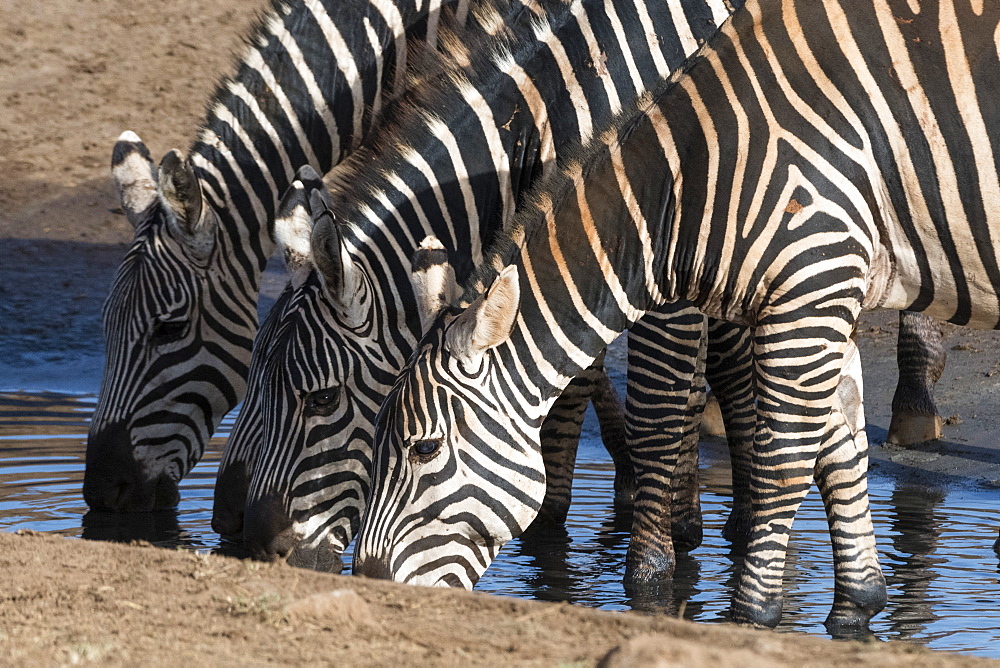 Common zebras (Equus quagga) drinking at a waterhole, Tsavo, Kenya, East Africa, Africa