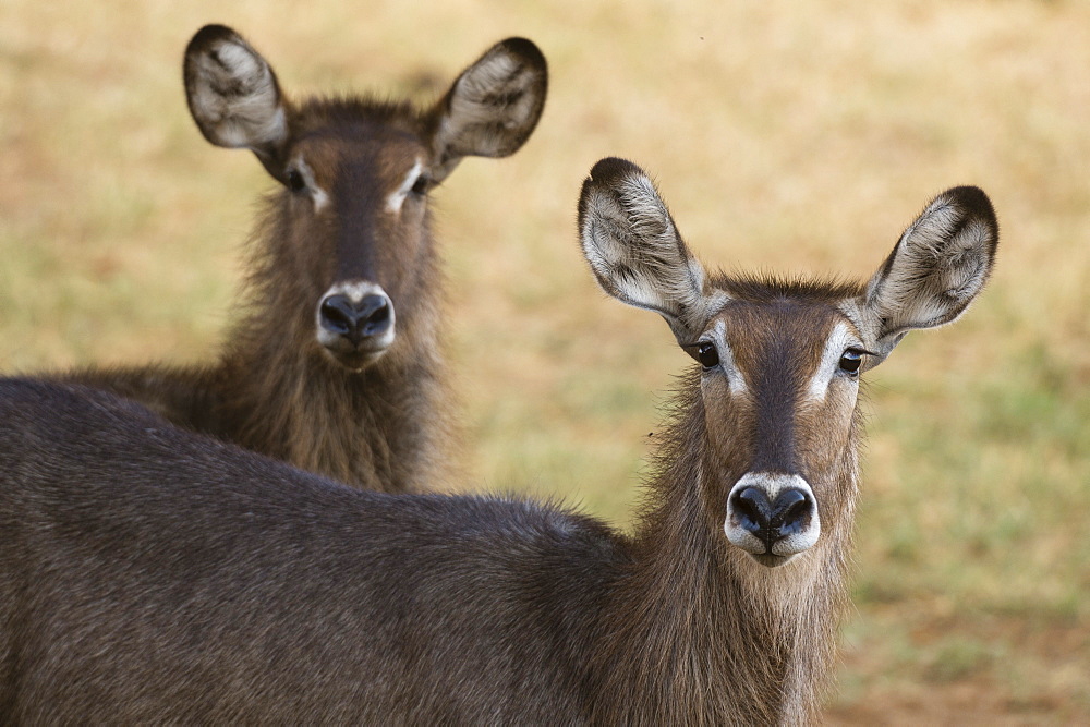 Portrait of waterbuck (Kobus ellipsiprymnus), Tsavo, Kenya, East Africa, Africa