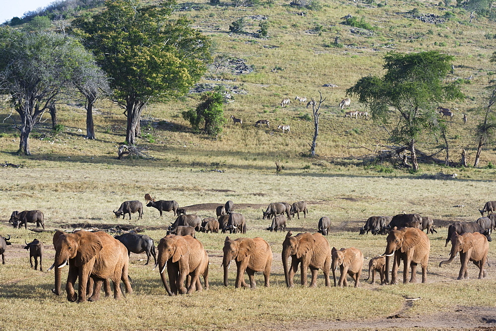 A breeding herd of African elephants (Loxodonta africana) walking on a plain to reach a waterhole, Tsavo, Kenya, East Africa, Africa