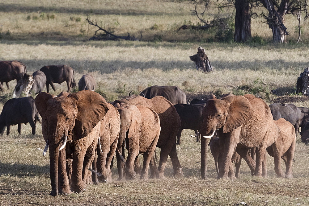 A breeding herd of African elephants (Loxodonta africana) walking on a plain to reach a waterhole, Tsavo, Kenya, East Africa, Africa