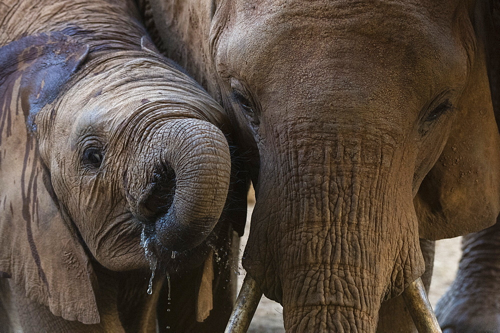 A female African elephant (Loxodonta africana) with her calf, drinking at a waterhole, Tsavo, Kenya, East Africa, Africa