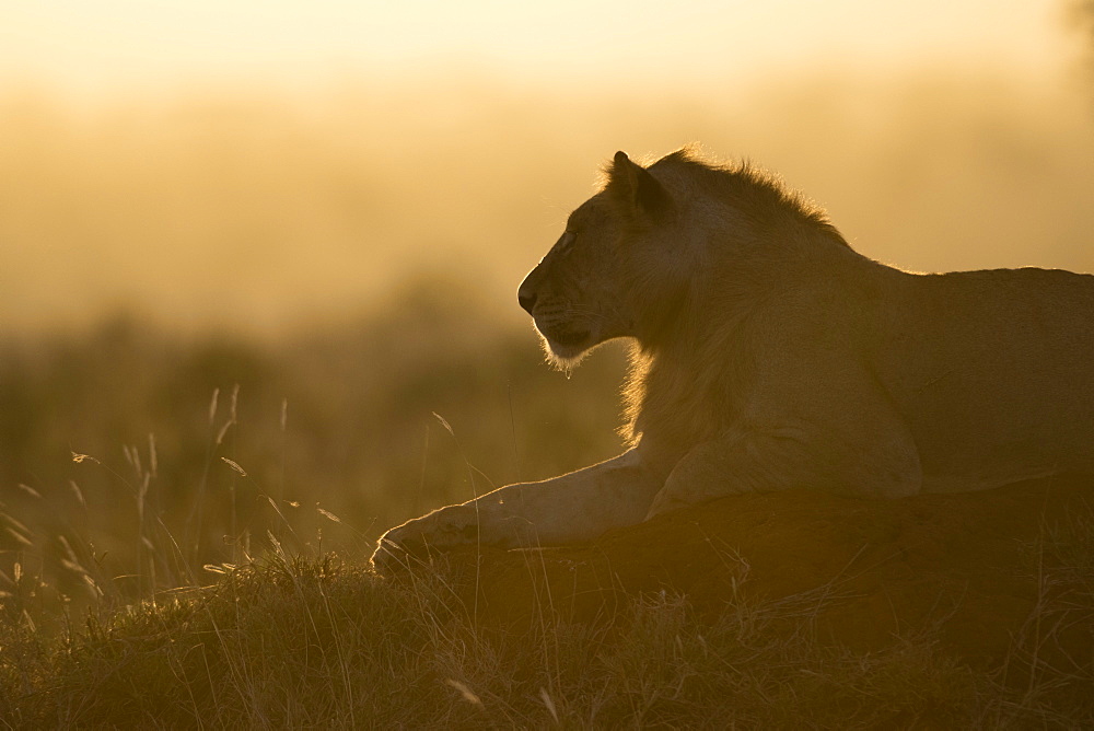 A lion (Panthera leo) resting on a termite mound at sunset, East Africa, Africa