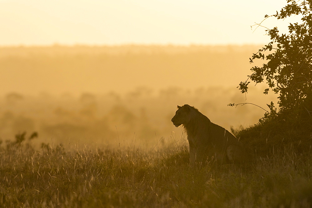 A lion (Panthera leo) resting on a termite mound at sunset, Tsavo, Kenya, East Africa, Africa