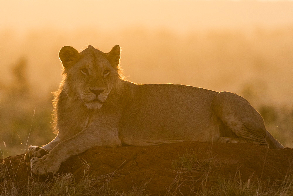 A lion (Panthera leo) resting on a termite mound at sunset, Tsavo, Kenya, East Africa, Africa