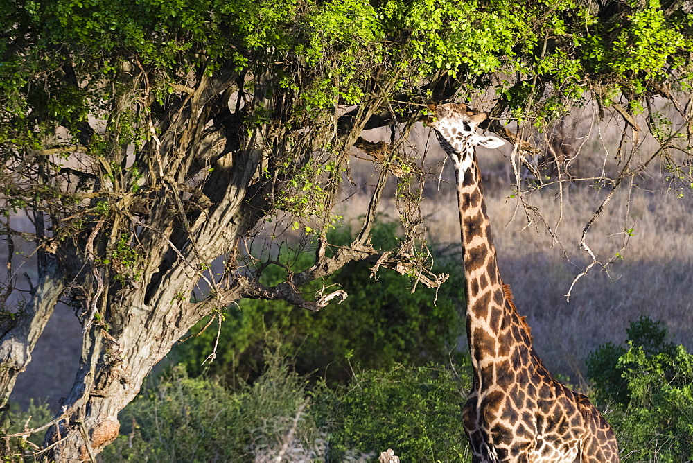 A Maasai giraffe (Giraffa camelopardalis tippelskirchi) feeding on a tree, Kenya, East Africa, Africa