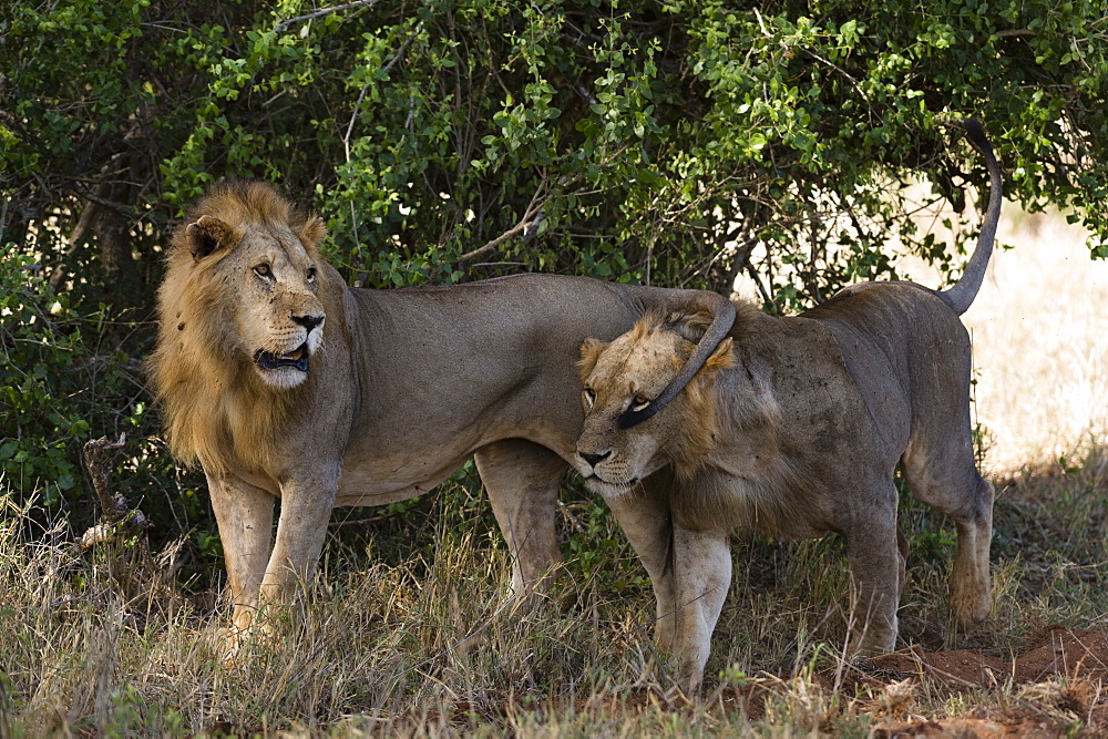 Two lions (Panthera leo) patrolling, Tsavo, Kenya, East Africa, Africa