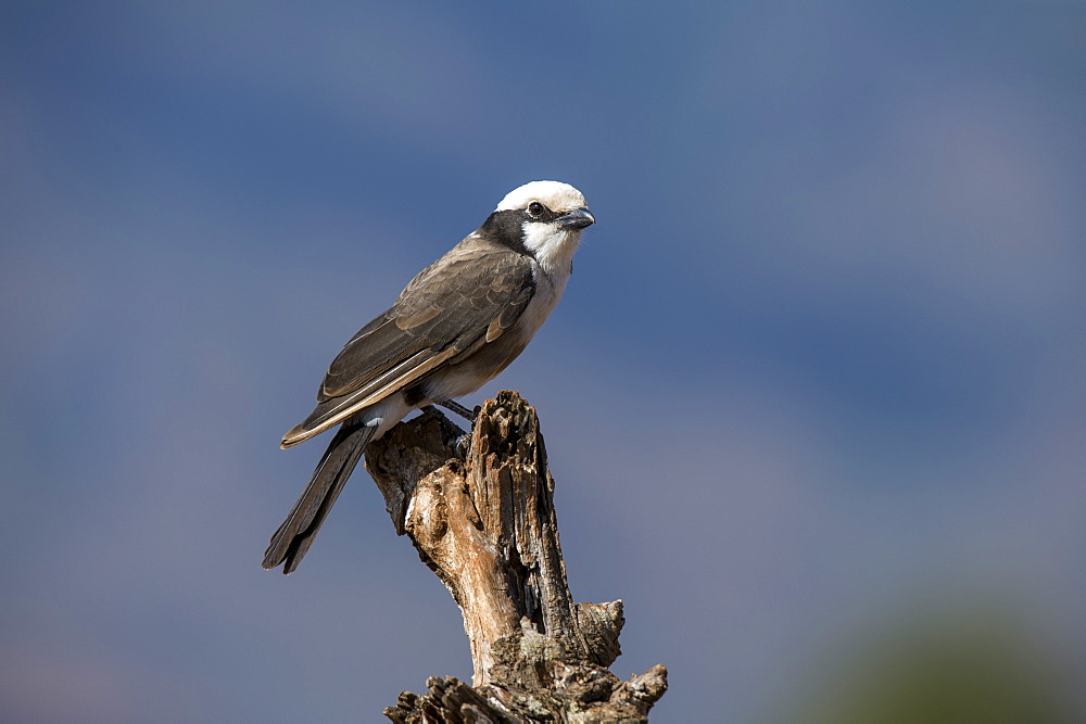 A northern white-crowned shrike (Eurocephalus rueppelli), perching, Tsavo, Kenya, East Africa, Africa